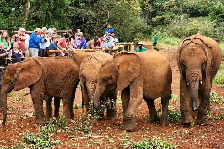 Nairobi's Wild Safari, Elephant Orphanage & Giraffe Centre
