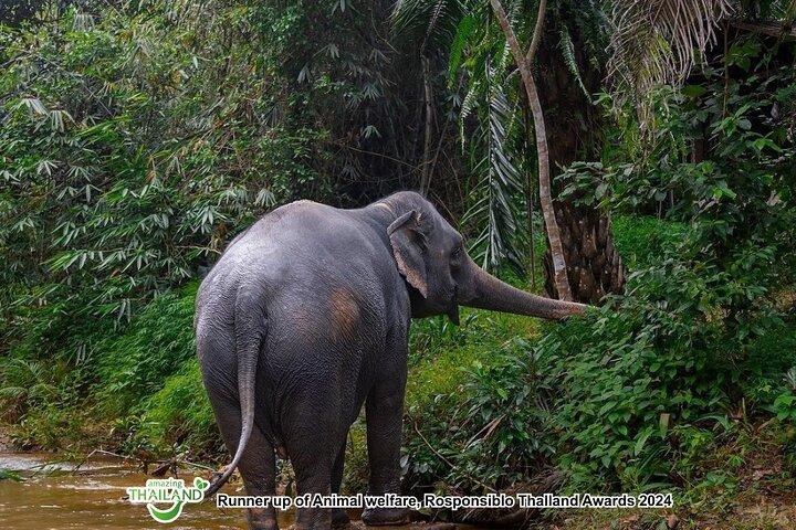 Khao Lak Ethical Elephant Sanctuary Full-Day Small Group Tour