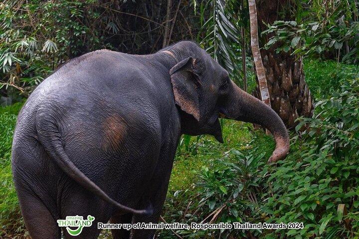 Khao Lak Ethical Elephant Sanctuary Full-Day Small Group Tour