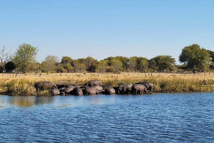 Moremi Full day Game Drive from Maun