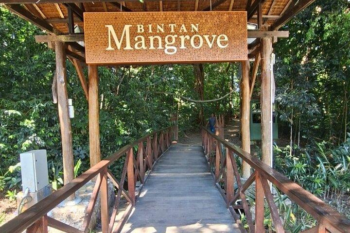 Bintan Mangrove and Fireflies Tour