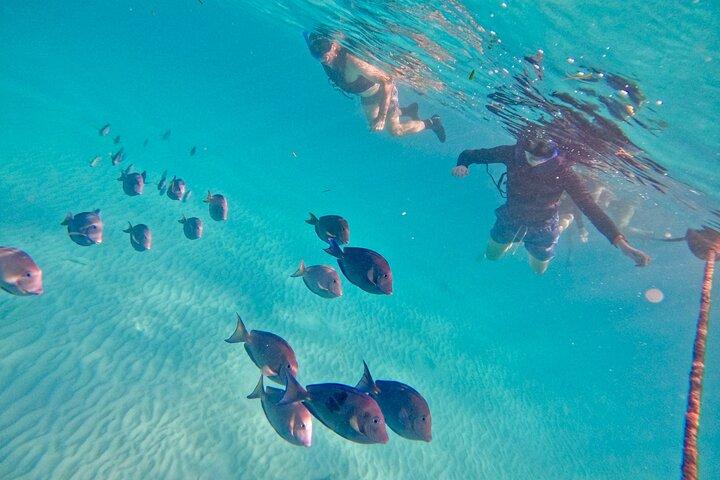 Akumal; Snorkeling with The Sea Turtles
