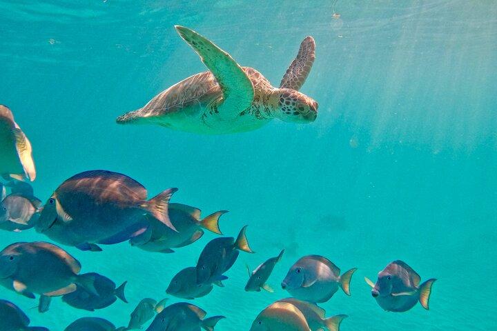 Akumal; Snorkeling with The Sea Turtles