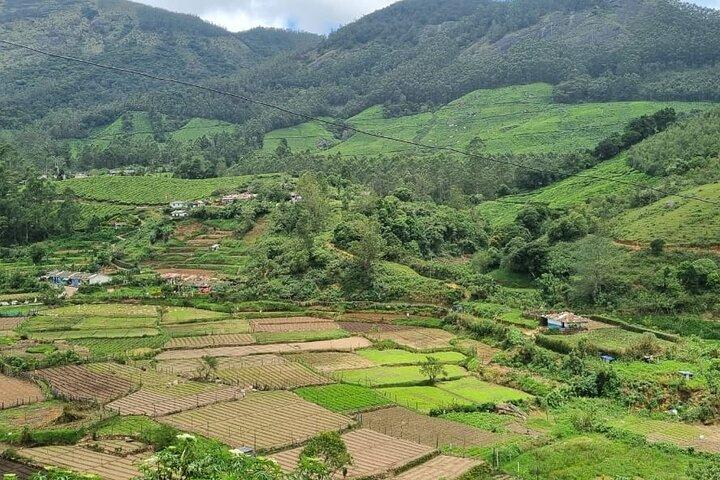 Kochi to Munnar Private Full Day Guided Tour With Hotel Pickup