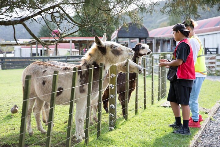 Sheep World Country Tour from Auckland