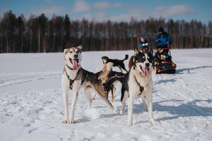 Trail of Tails Step into the Mushing Life in 5KM Husky Safari