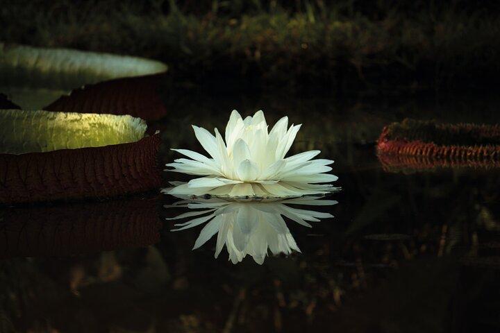 Private Rio Tour: Botanical Garden and Tijuca National Park