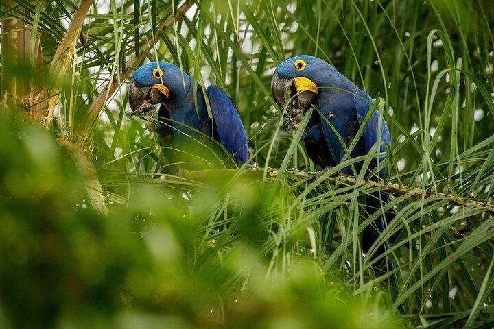Private Rio Tour: Botanical Garden and Tijuca National Park