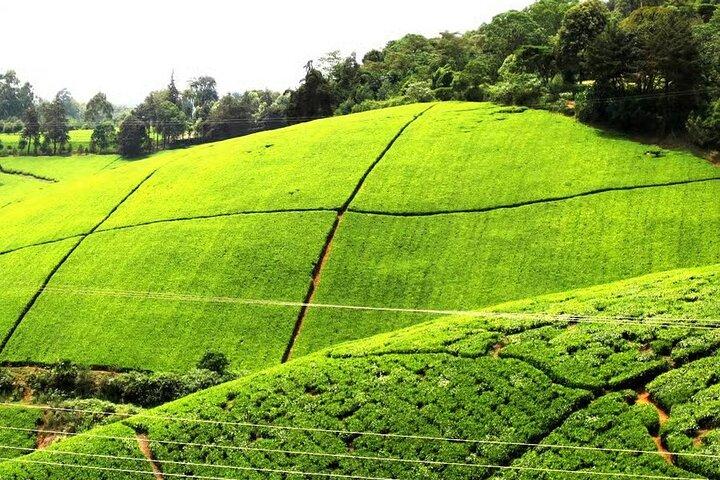 Day Trip Kiambethu Tea Farm