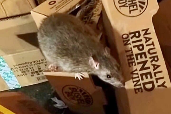 Late Night Rat Tours