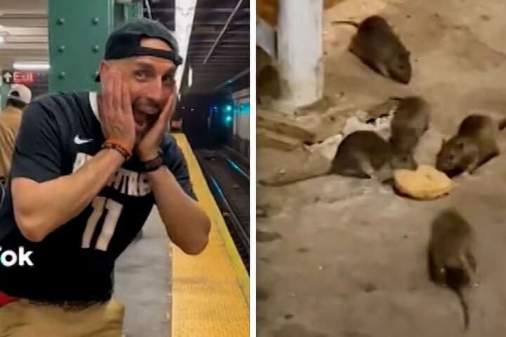 Late Night Rat Tours