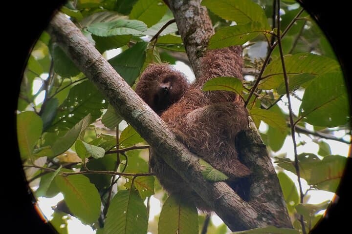 Arenal’s Best Sloth Tour: A Unique Wildlife Experience