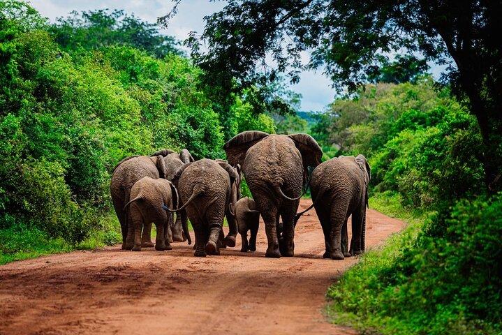 1-Day Safari to Akagera National Park with Big Five Adventure