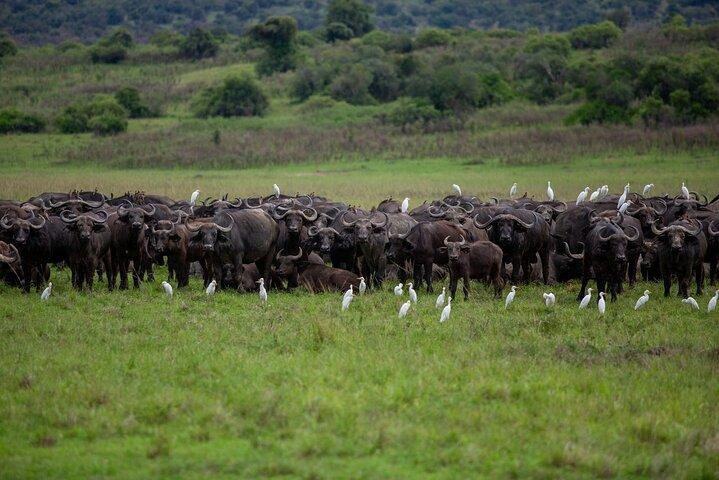 1-Day Safari to Akagera National Park with Big Five Adventure