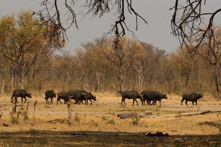 Full-Day Chobe National Park Game Drive from Kasane