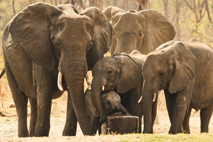 Full-Day Chobe National Park Game Drive from Kasane