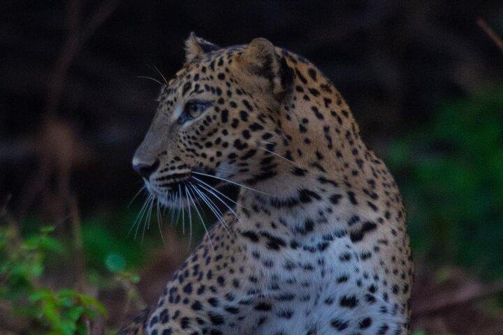 Galle to Ella Shuttle & Yala Safari Drive with Breakfast