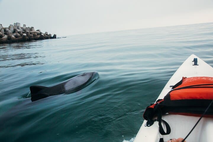 Dolphin kayaking tours Cape Town marine excursion