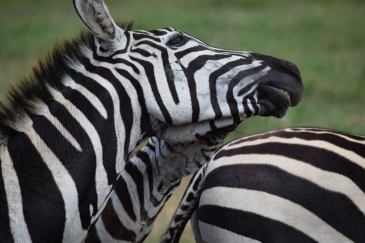 5 Days Mid Range Safari in Tanzania Tarangire and Serengeti
