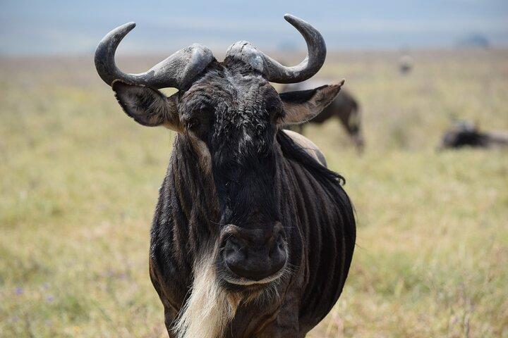 5 Days Mid Range Safari in Tanzania Tarangire and Serengeti