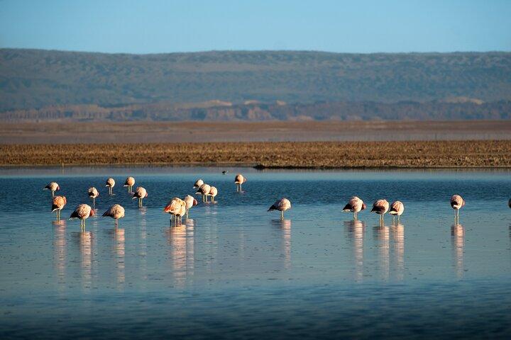 Full Day Tour to Piedras Rojas, Altiplanic Lagoons and Chaxa