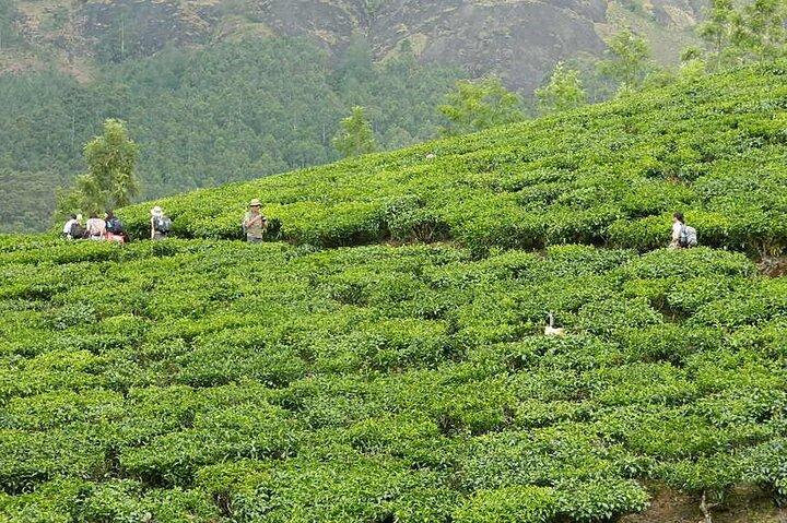 5 Days Kerala Tour with Private Car Houseboat Munnar and Thekkady