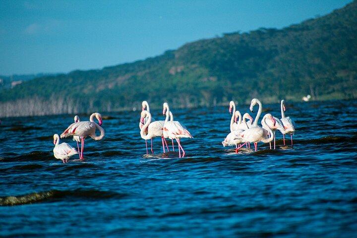 Lake Nakuru National Park Guided Day Tour from Nairobi