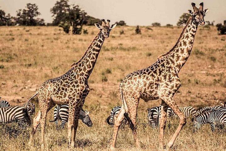 1-Day Mikumi National Park Safari from Zanzibar