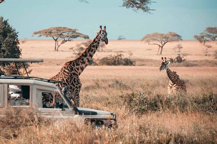 1-Day Mikumi National Park Safari from Zanzibar