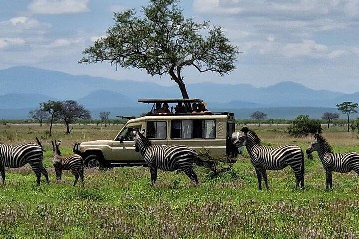 1-Day Mikumi National Park Safari from Zanzibar