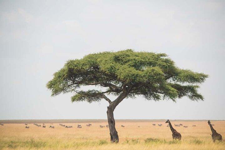 1-Day Mikumi National Park Safari from Zanzibar