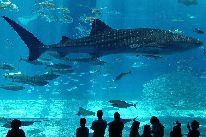 Istanbul Aquarium Tour with Hotel Transfer