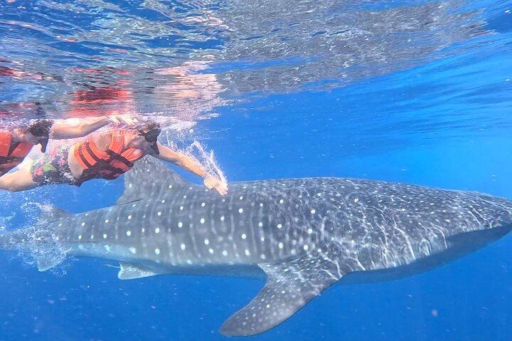 Private Whale Shark All Inclusive Experience