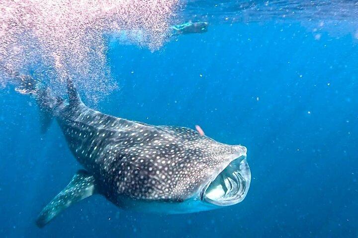 Private Whale Shark All Inclusive Experience