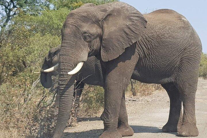 Mosi-oa-Tunya National Park Safari Game Drive and Rhino Walk