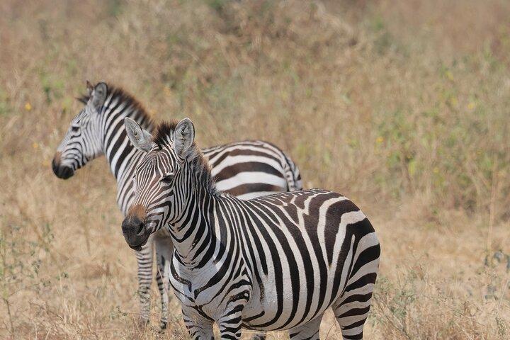 3 Day Joining Safari to Serengeti and Ngorongoro