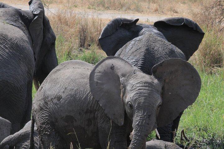 3 Day Joining Safari to Serengeti and Ngorongoro