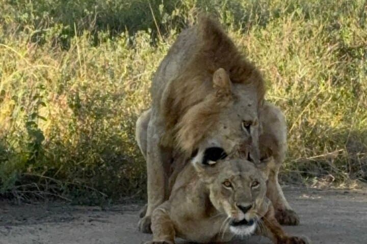7 Day Kenya Safari With Accommodation