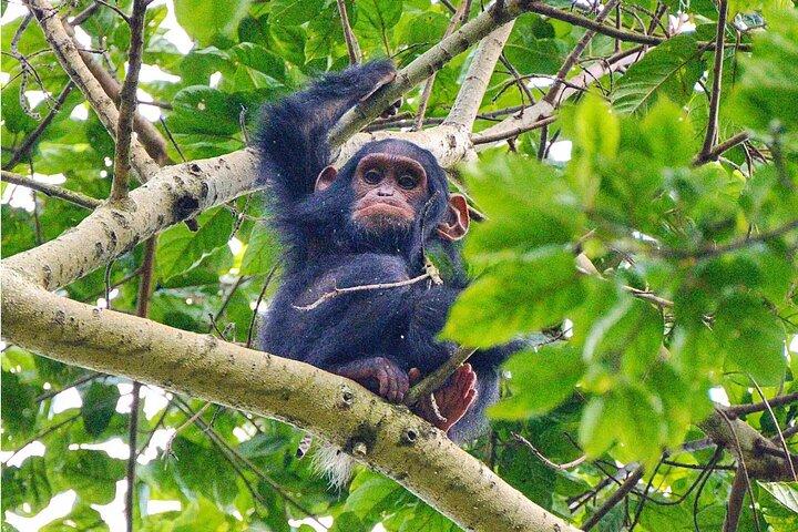 One Day Adventure in Nyungwe Forest, Canopy Walk and Zipline.
