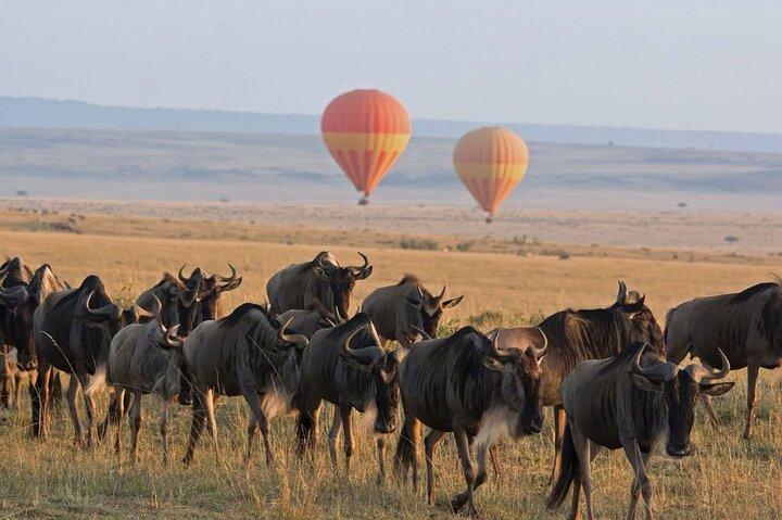 3 Day Masai Mara Safari Witness the Wildebeest Migration