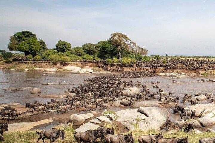 3 Day Masai Mara Safari Witness the Wildebeest Migration