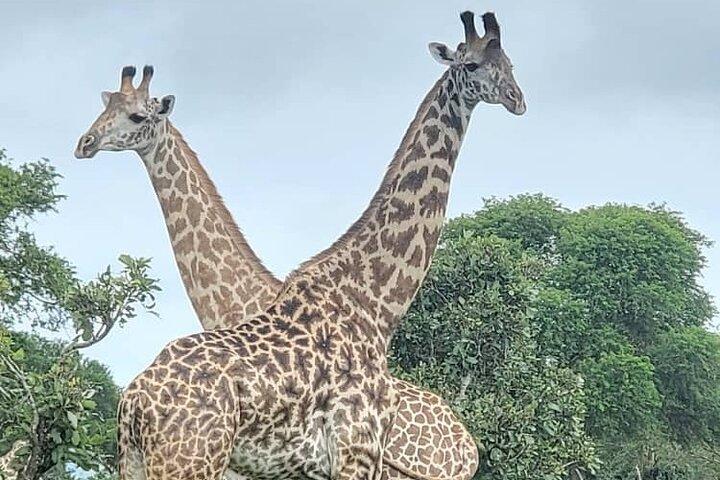 3 Days 2 Night Safari in Mikumi.