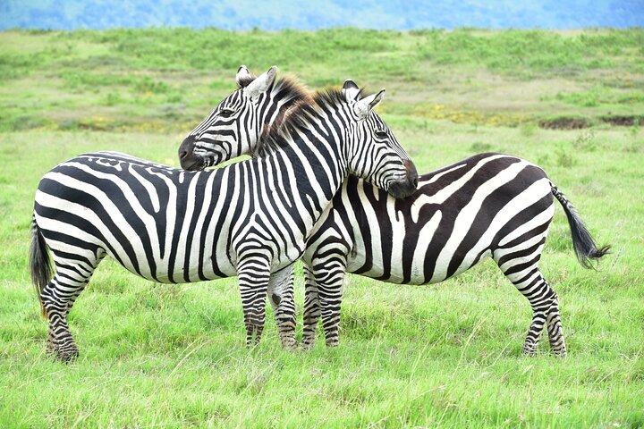 7-Day Camping Safari in Tanzania's Iconic National Parks