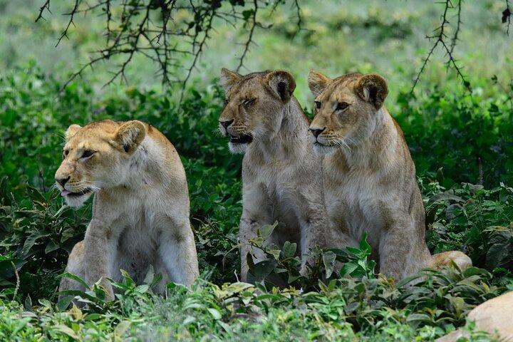 8 Days Serengeti Photo Safari Calving Season