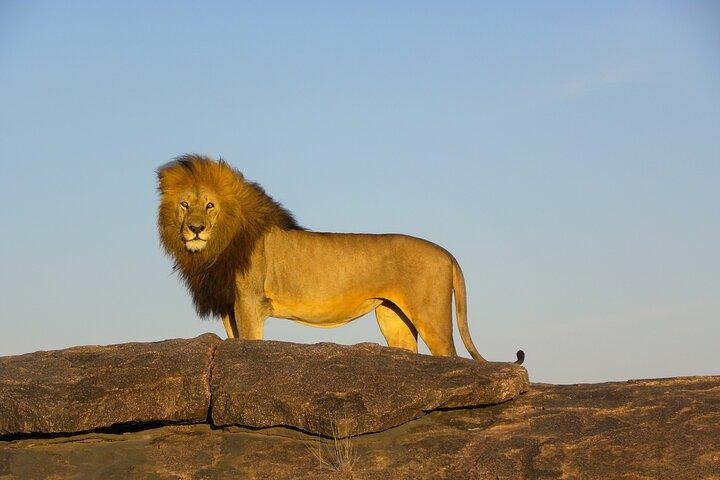 8 Days Serengeti Photo Safari Calving Season