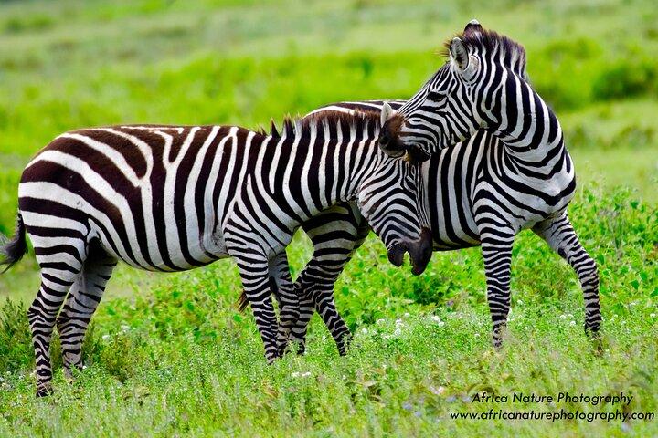 8 Days Serengeti Photo Safari Calving Season