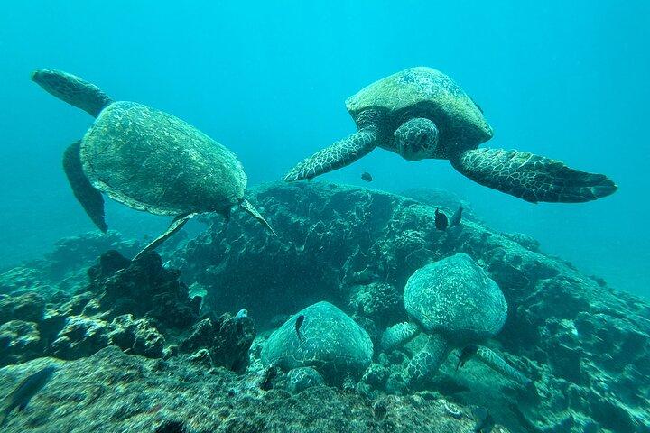 Snorkeling with Sea Turtles in Waikiki Hawaii Boat Tour