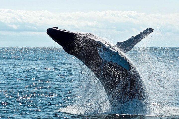 Private Whale Watching Tour by Luxury Speedboat from Mirissa