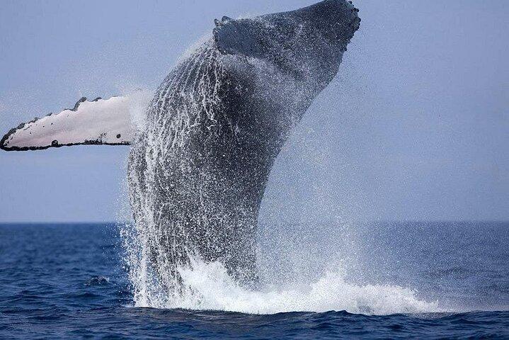 Private Whale Watching Tour by Luxury Speedboat from Mirissa