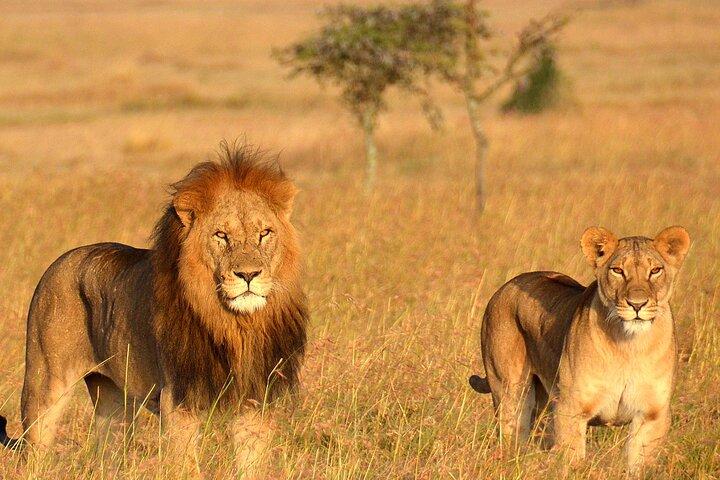 Witness Africa in a 4 Days of Adventure